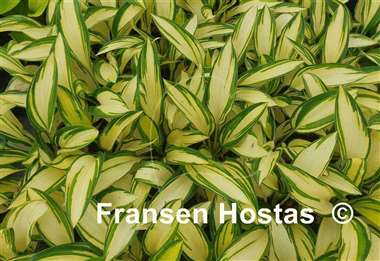 Hosta Janie Girl